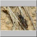 Nomada fuscicornis Wespenbiene - w01a 6-7mm - Teverener Heide det.jpg